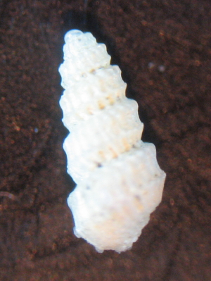 Rissoidae?